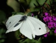 Sample 2 – Cabbage butterfly