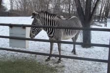 Sample 4 – Zebra
