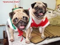 Sample 3 – Pug