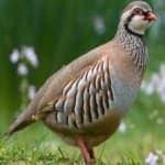 Sample 5 – Chukar partridge