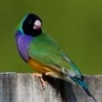 Sample 6 – Gouldian finch