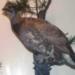 Sample 4 – Blue grouse