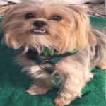 Sample 2 – Yorkie