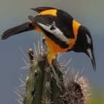 Sample 3 – Venezuelian troupial