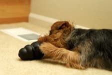 Sample 6 – Norfolk terrier