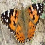 Sample 15 – Painted butterfly