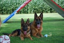 Sample 3 – German shepherd