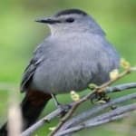 Sample 3 – Gray catbird