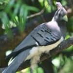 Sample 5 – Go away bird