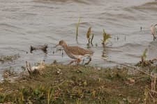 Sample 1 – Redshank