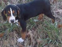 Sample 6 – Walker hound
