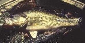 Sample 1 – Bass