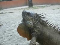 Sample 5 – Common iguana