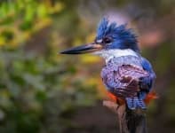 Sample 6 – Kingfisher