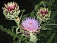 Sample 12 – Artichoke flower