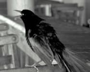 Sample 4 – Raven
