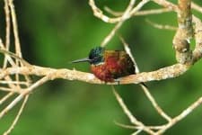 Sample 2 – Jacamar