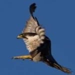 Sample of Peregrine falcon