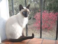 Sample 6 – Siamese