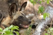 Sample 1 – African hunting dog