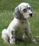 Sample 5 – English setter