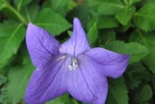Sample 2 – Balloon flower