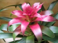 Sample 2 – Bromelia