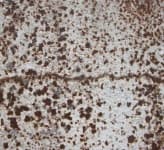 Sample 3 – Flecked