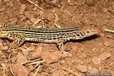 Sample 6 – Whiptail