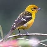Sample 5 – Flame tanager