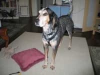 Sample 4 – Bluetick