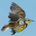 Sample 5 – Eastern meadowlark