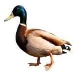 Sample 3 – Mallard duck