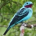 Sample 6 – Spangled cotinga