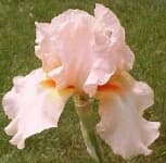 Sample 5 – Bearded iris