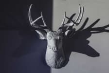 Sample 1 – Deer