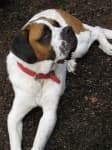 Sample of Saint bernard