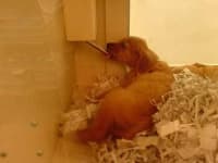 Sample 1 – Golden retriever