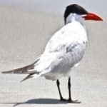 Sample 6 – Caspian tern