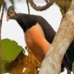 Sample 2 – Maleo