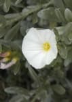 Sample 4 – Silverbush