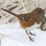 Sample 5 – Eastern towee