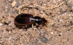 Sample 4 – Ground beetle