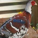 Sample 8 – Elliots pheasant