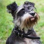 Sample 4 – Schnauzer