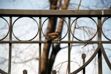 Sample 5 – Sparrow