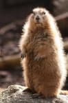 Sample 5 – Marmot