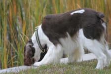 Sample 3 – English springer
