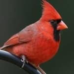 Sample of Northern cardinal