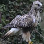 Sample 6 – Rough leg buzzard